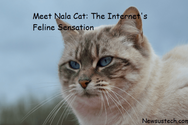 Meet Nala Cat: The Internet's Feline Sensation